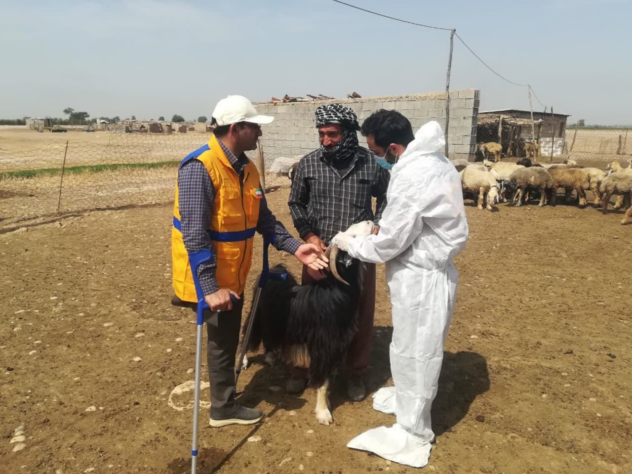 موردی از کانون بیماری تب برفکی سویه آفریقایی در کرمانشاه مشاهده نشده است