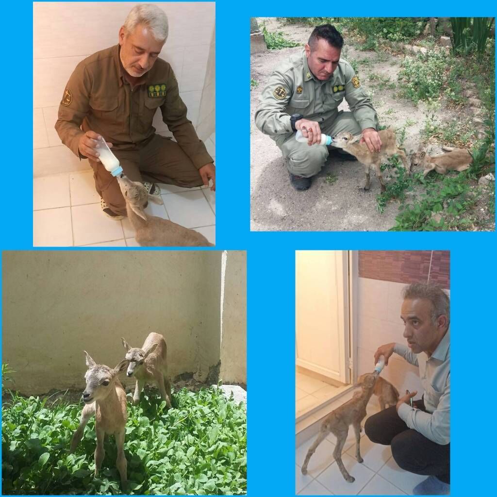 تحویل ۲ راس بره وحشی در فیروزکوه/ کشف یک قلاده میمون رزوس در رباط کریم تحویل ۲ راس بره وحشی در فیروزکوه/ کشف یک قلاده میمون رزوس در رباط کریم