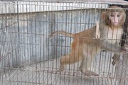 یک قلاده میمون و چند قطعه پرنده وحشی در مشهد کشف شد