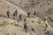 ۳۰۰ هکتار اراضی دفن زباله های کرج نهالکاری شد