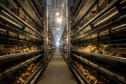 سرمایه‌گذاری چهارهزار میلیارد ریالی دولت برای افزایش تولید گوشت مرغ در مازندران