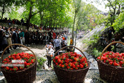 Erdbeerfest in Kurdistan