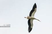 Migrating storks stop at Iran's Zaribar Lake