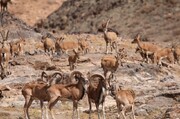 فیلم| مشاهده زایمان میش اوریال در پارک ملی گلستان
