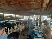 ۷۰ هزار دام در اردوی جهادی دامپزشکی یزد علیه بیماری‌ها واکسینه شدند