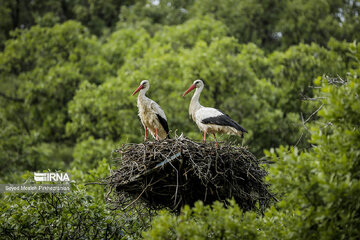 Migratory Storks in western Iran, Zrebar Lake