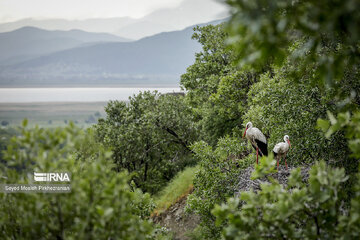 Migratory Storks in western Iran, Zrebar Lake