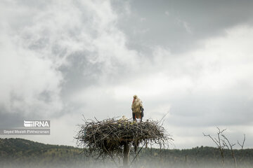 Migratory Storks in western Iran, Zrebar Lake