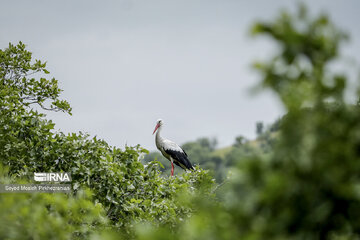 Migratory Storks in western Iran, Zrebar Lake