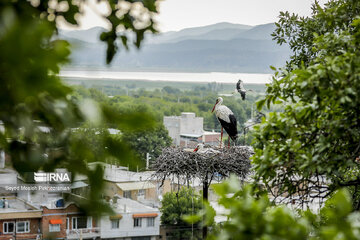 Migratory Storks in western Iran, Zrebar Lake