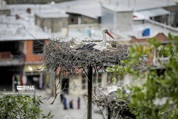 Migratory Storks in western Iran, Zrebar Lake