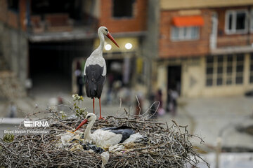 Migratory Storks in western Iran, Zrebar Lake