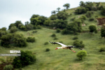 Migratory Storks in western Iran, Zrebar Lake