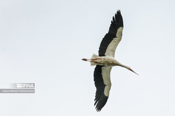 Migratory Storks in western Iran, Zrebar Lake