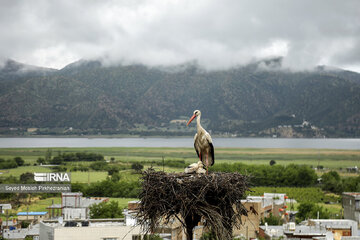 Migratory Storks in western Iran, Zrebar Lake