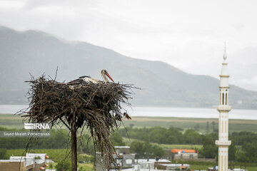 Migratory Storks in western Iran, Zrebar Lake