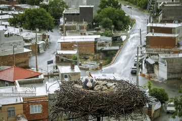 Migratory Storks in western Iran, Zrebar Lake