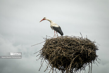 Migratory Storks in western Iran, Zrebar Lake