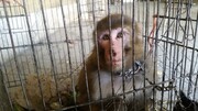 یک قلاده میمون رزوس در کرج زنده گیری شد