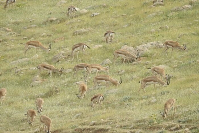 حال خوش آهوان دشت قراویز