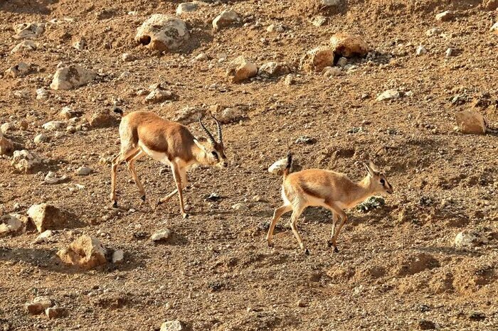 حال خوش آهوان دشت قراویز