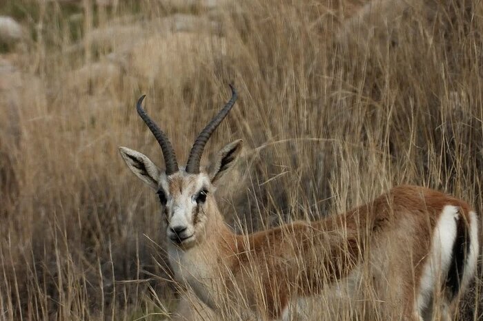 حال خوش آهوان دشت قراویز