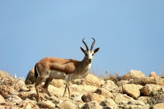 حال خوش آهوان دشت قراویز