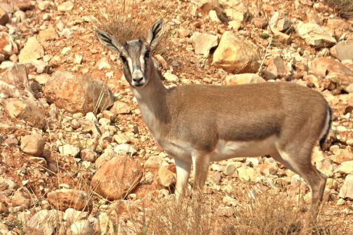 حال خوش آهوان دشت قراویز