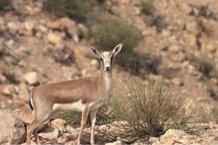 حال خوش آهوان دشت قراویز