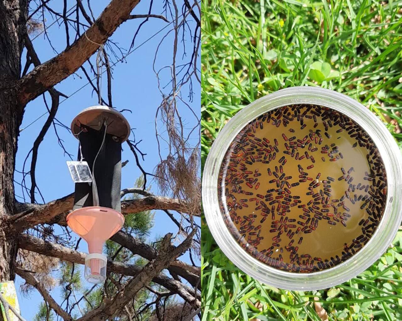 کنترل بیولوژیک مزارع؛ ویترین یا اولویت؟ کنترل بیولوژیک مزارع؛ ویترین یا اولویت؟