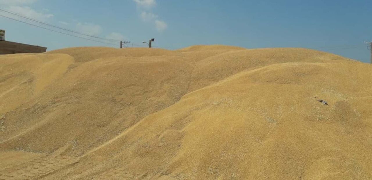 آخرین بخش مطالبات کشاورزان گندمکار خوزستانی آماده پرداخت شد