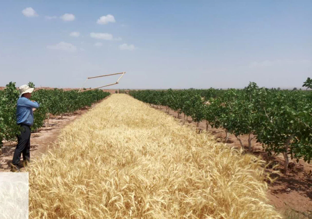 برداشت گندم از مزارع شهرستان تفت آغاز شد