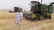کشاورزان خاش ۶ هزار تن گندم به مراکز خرید تحویل دادند