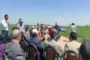 ۱۱ هزار هکتار از اراضی کامیاران زیر کشت نخود رفت