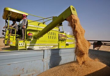 بیش از ۹۰۰ تُن گندم در آبادان خریداری شد