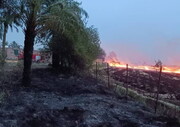 آتش‌سوزی ۱۲ کیلومتر از درختان حاشیه جاده شوش مهار شد