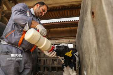 Entrepreneurship in northern Iran