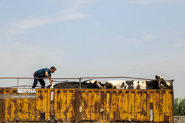 Entrepreneurship in northern Iran