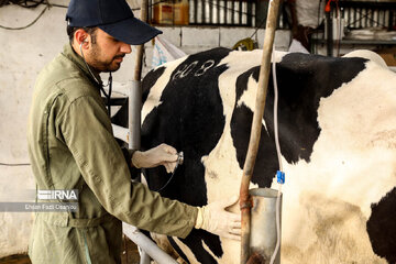 Entrepreneurship in northern Iran