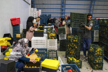 Entrepreneurship in northern Iran