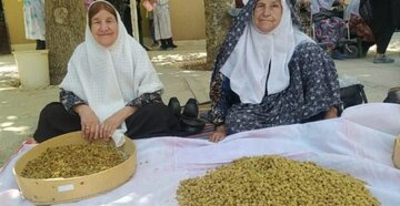 جشنواره توت در روستای ترکان شهرستان مروست یزد برگزار شد + فیلم