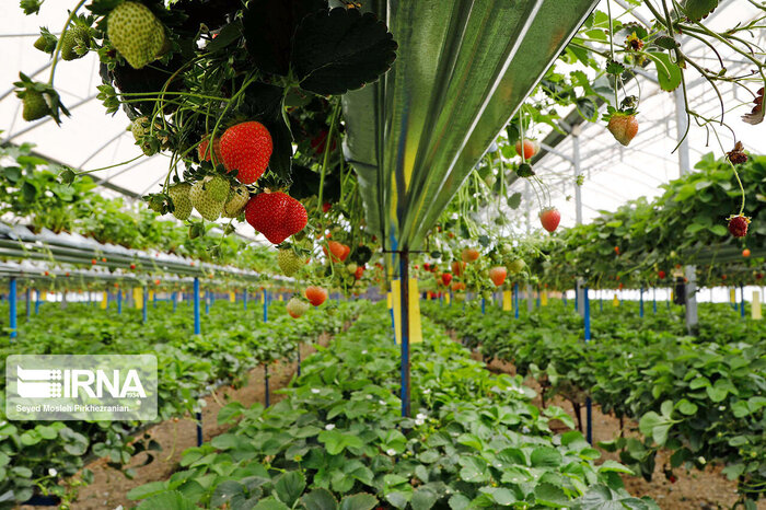 ۲۴۲ گلخانه فعال بخش کشاورزی در آذربایجان غربی مشغول تولید هستند