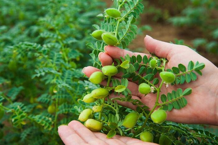 محصولات کشاورزی باید بر اساس واقعیت قیمت گذاری شوند