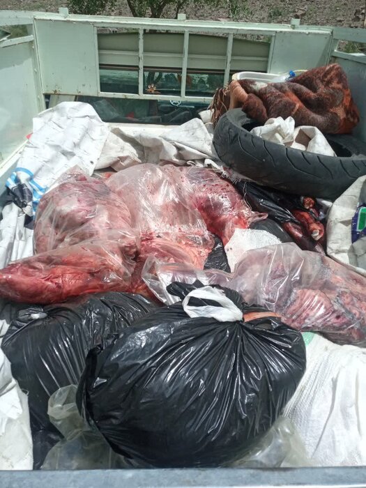 انهدام باند شکار و توزیع گوشت خوک در آمل