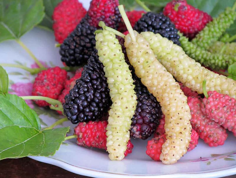 ۱۱ میوه جادویی برای کاهش وزن