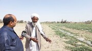 فیلم|تلاشی به وسعت هامون در دشت خشک سیستان