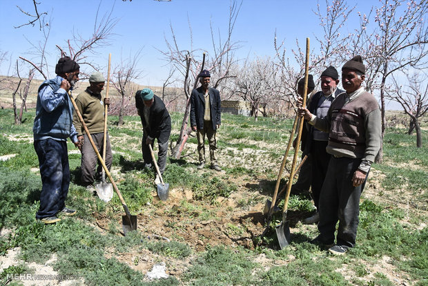 بیمه تنها راهکار جبران خسارت محصولات کشاورزی 3 بیمه تنها راهکار جبران خسارت محصولات کشاورزی