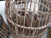 کشف و ضبط ۱۸ کبک وحشی از شکارچیان غیر مجاز در بهارستان