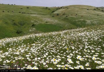 زنبورداری و گیاهان دارویی شغل های جدید و متنوع برای عشایر همدان