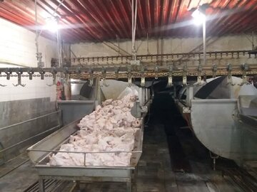 کشف و ضبط مرغ قاچاق در یکی از کشتارگاههای اردبیل